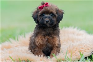Jade - Miniature Poodle for sale