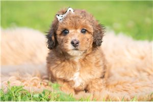 Jesse - Poodle, Miniature for sale