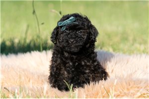 Otis - Poodle, Miniature for sale