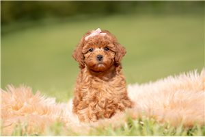 Katherine - Poodle, Toy for sale