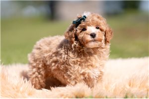 Pops - Poodle, Toy for sale