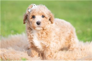 Jackson - Miniature Poodle for sale
