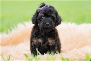 Ruby - Poodle, Miniature for sale