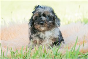 Pacino - Poodle, Toy for sale