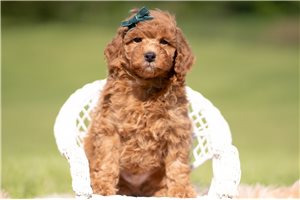 Russ - Toy Poodle for sale