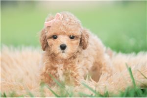 Vienna - Miniature Poodle for sale