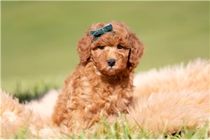 Russ - Poodle, Toy for sale
