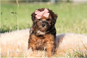 Orchid - Poodle, Miniature for sale