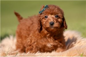 Owen - Poodle, Miniature for sale