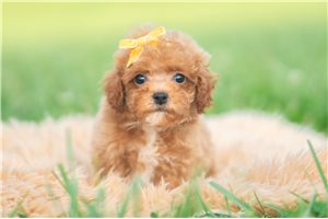 Vander - Miniature Poodle for sale