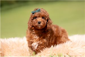 Blue - Poodle, Toy for sale