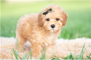 Vaughn - Miniature Poodle for sale