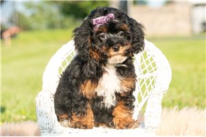 Jojo - Poodle, Miniature for sale