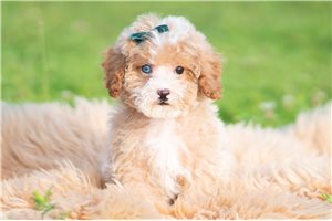 Irvin - Poodle, Miniature for sale
