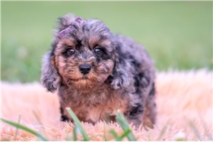 Willa - Miniature Poodle for sale