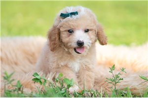 Indiana - Poodle, Miniature for sale