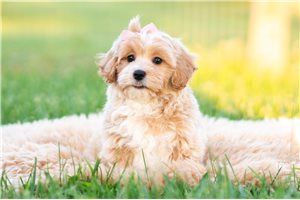 Angel - Malti Poo - Maltipoo for sale