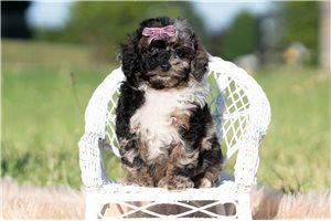 Orea - Miniature Poodle for sale