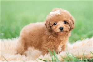 Vicky - Miniature Poodle for sale