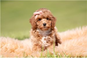 Fiona - Poodle, Toy for sale