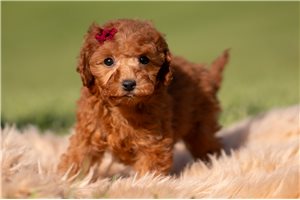 Oxana - Miniature Poodle for sale