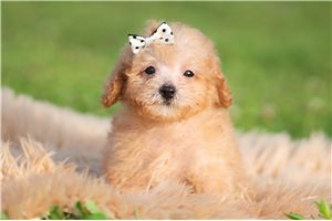 Ithacus - Poodle, Miniature for sale