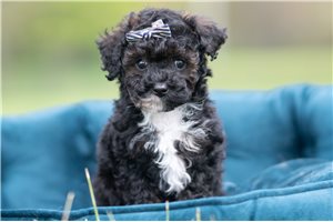 Roman - Poodle, Miniature for sale