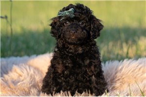 Ranger - Poodle, Miniature for sale