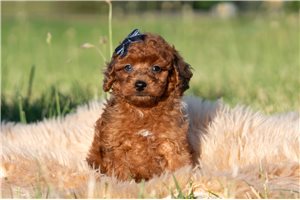 Overton - Poodle, Miniature for sale