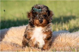 Ryan - Poodle, Miniature for sale