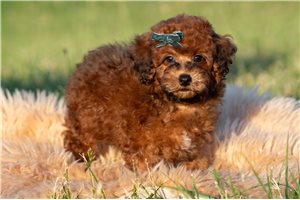 Ricardo - Poodle, Miniature for sale