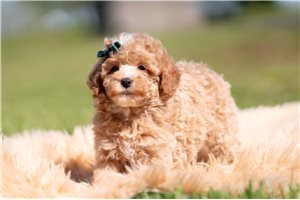Pops - Poodle, Toy for sale