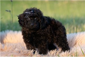 Rudy - Miniature Poodle for sale