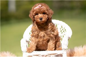 Katherine - Poodle, Toy for sale