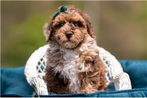 Ruger - Poodle, Miniature for sale