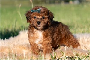 Otto - Poodle, Miniature for sale