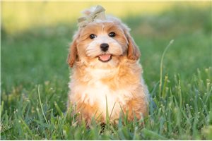 Arlo - Malti Poo - Maltipoo for sale