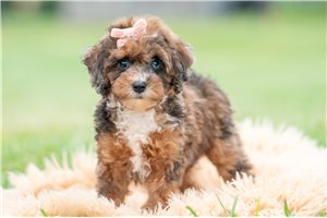Judy - Miniature Poodle for sale
