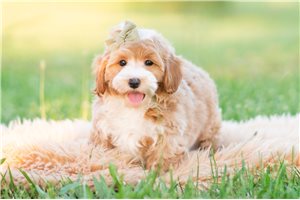 Armin - Malti Poo - Maltipoo for sale