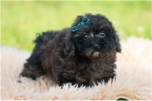 Immanuel - Poodle, Miniature for sale