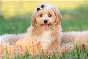 Armand - Malti Poo - Maltipoo for sale