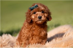 Ozzy - Poodle, Miniature for sale