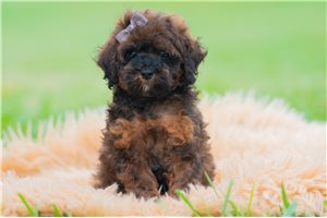 Joey - Miniature Poodle for sale