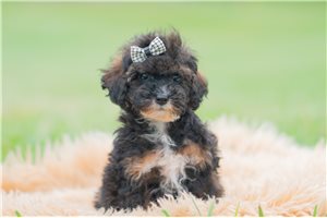 Julian - Miniature Poodle for sale