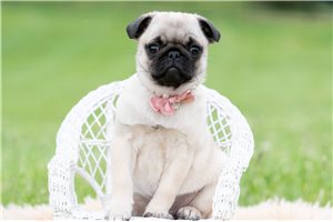 Nahla - Pug for sale