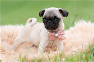 Nadia - Pug for sale