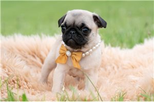 Nano - Pug for sale
