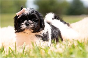 Mariah - Shih Tzu for sale