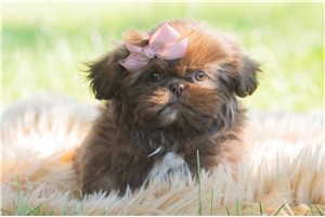Wilhemina - Shih Tzu for sale