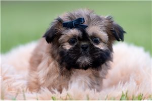 Hank - Shih Tzu for sale